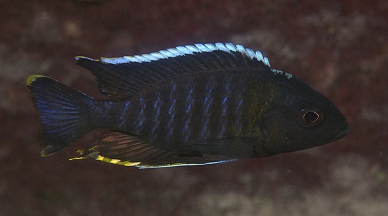 Aulonocara sp. 'yellow collar' Masasa Reef